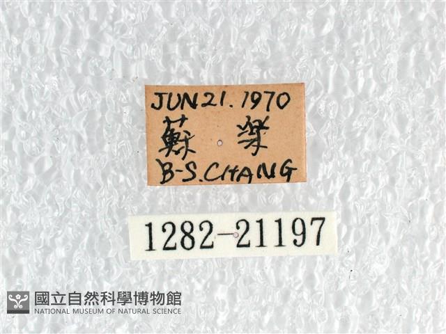 白弄蝶藏品圖，第3張