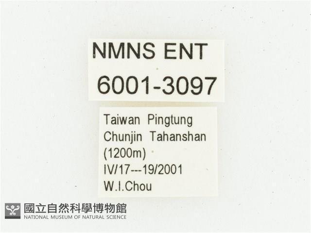 血紅虎斑花金龜藏品圖，第2張