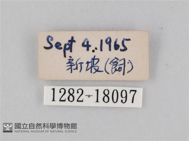 豆環蛺蝶藏品圖，第3張