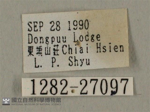 蝦殼天蛾藏品圖，第3張