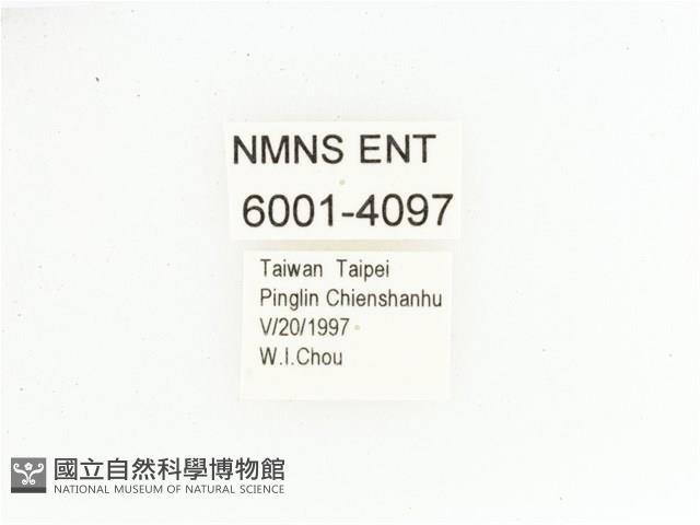 黃肩長腳花金龜藏品圖，第2張