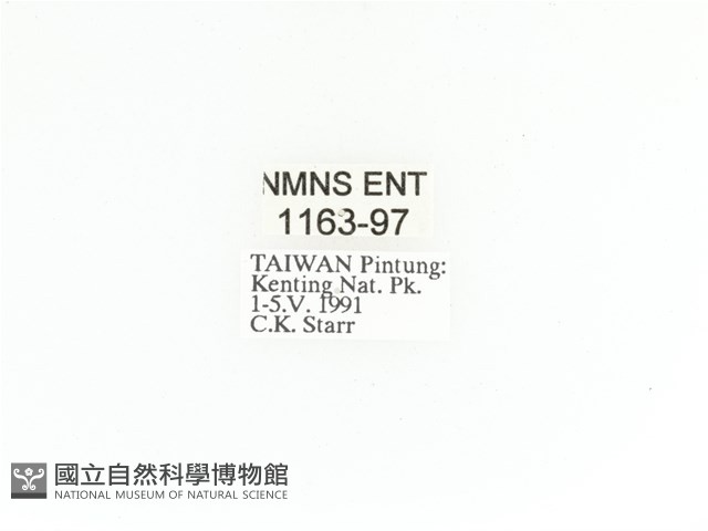 臺灣角金龜藏品圖，第2張