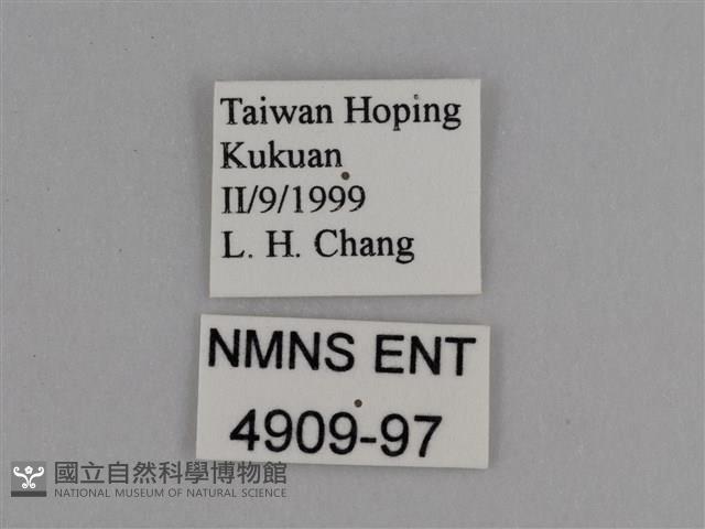 豔粉蝶藏品圖，第3張