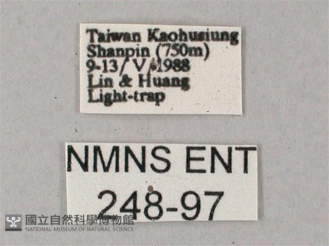 雙斑白肩天蛾藏品圖，第3張