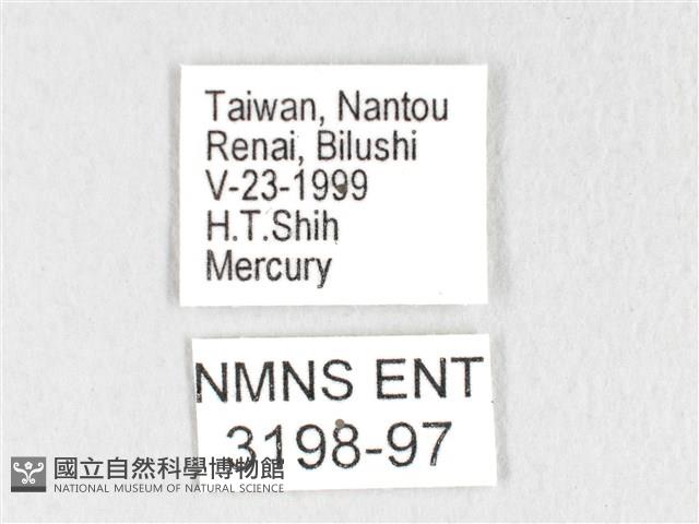 銀肩枯葉蛾藏品圖，第3張