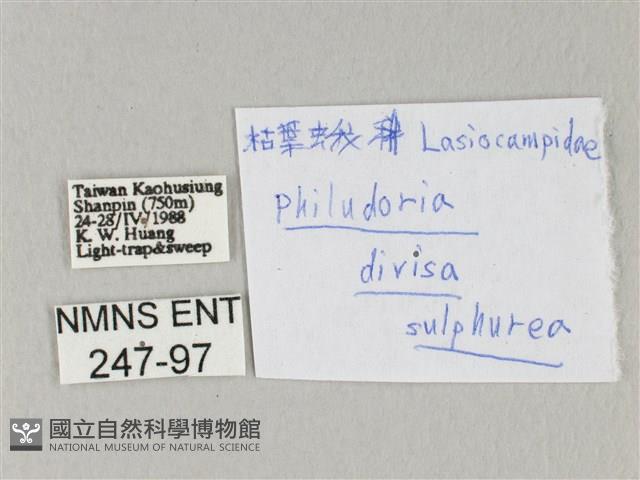 竹黃斜帶枯葉蛾藏品圖，第3張