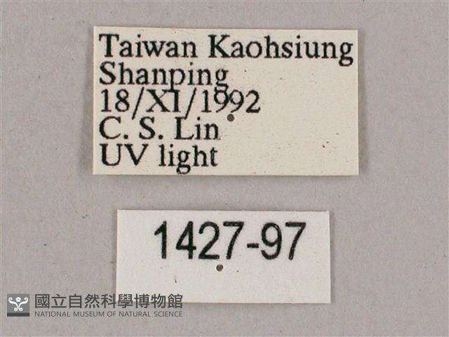 細斜紋霜天蛾藏品圖，第3張