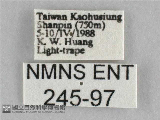 橙擬燈蛾藏品圖，第3張