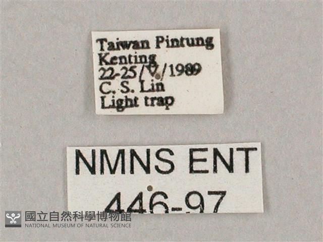 斜綠天蛾藏品圖，第3張