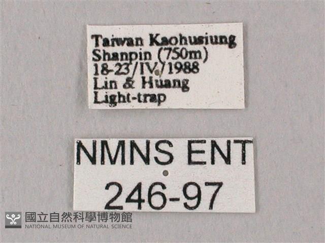 白點天蛾 藏品圖，第3張