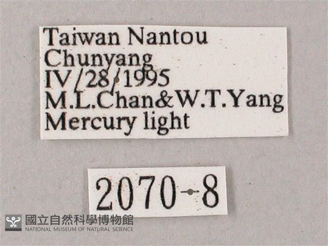 榆綠天蛾藏品圖，第3張