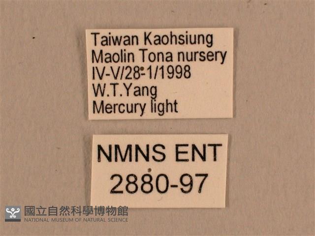 背線天蛾藏品圖，第3張