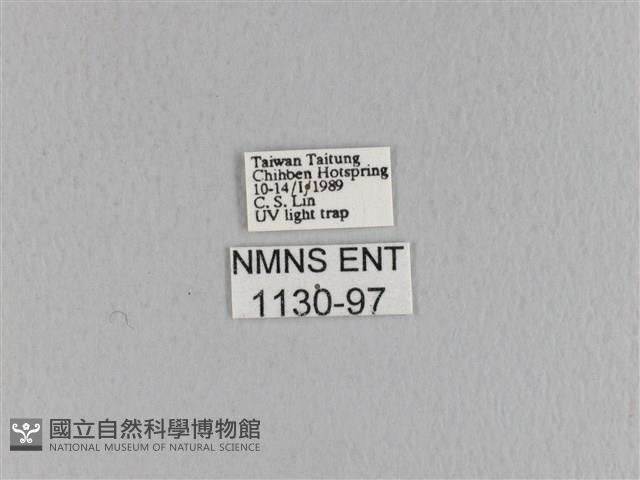 大褐斑枯葉蛾藏品圖，第3張