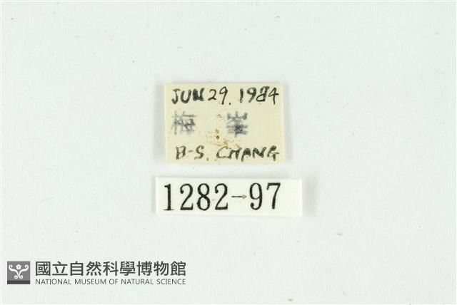 白斑散紋夜蛾藏品圖，第3張