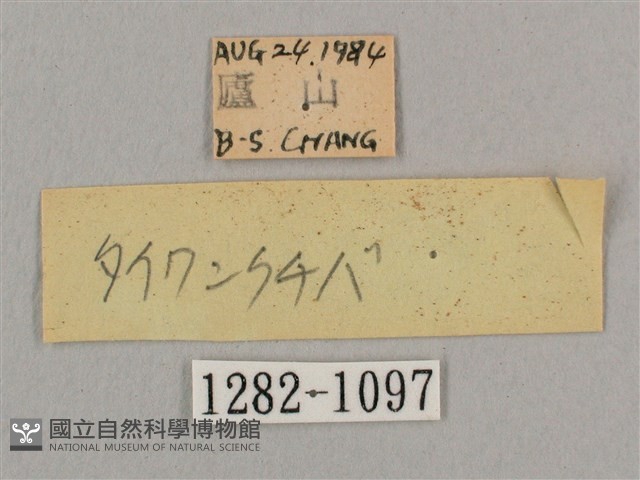 黑角六點天蛾藏品圖，第3張