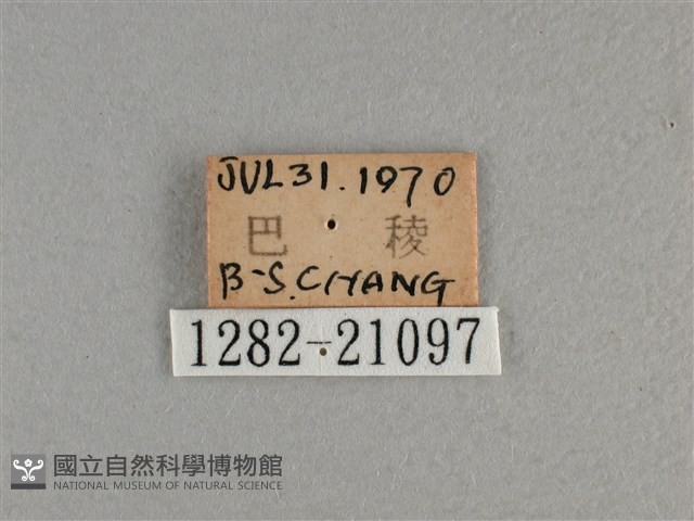 曲紋黛眼蝶藏品圖，第3張