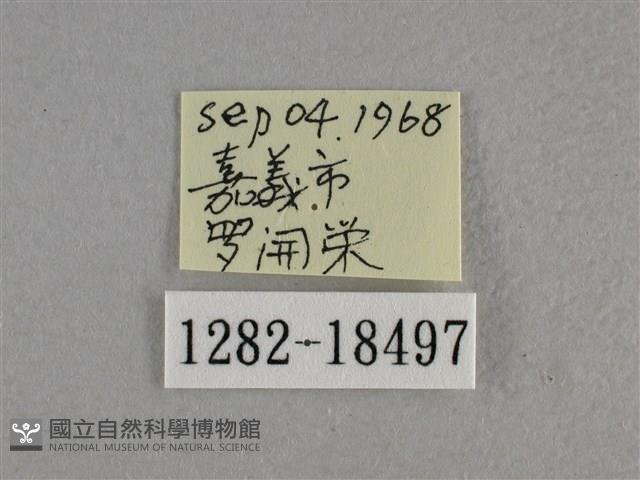 尖翅褐弄蝶藏品圖，第3張