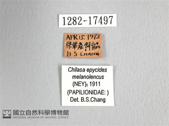 黃星斑鳳蝶藏品圖，第3張
