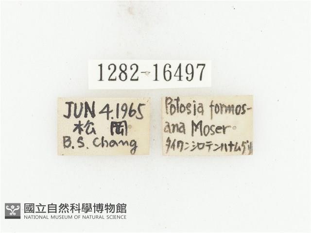 藍艷白點花金龜藏品圖，第2張