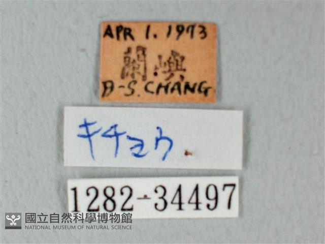 荷氏黃蝶藏品圖，第3張