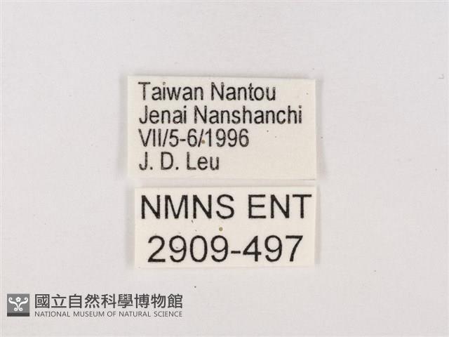 嫵琉灰蝶藏品圖，第3張