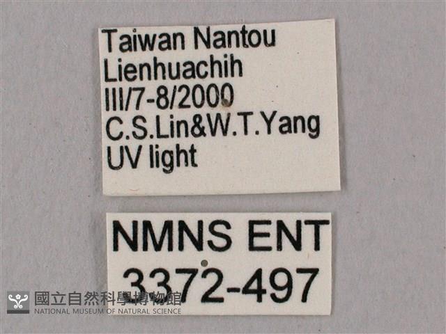 直翅六點天蛾藏品圖，第3張