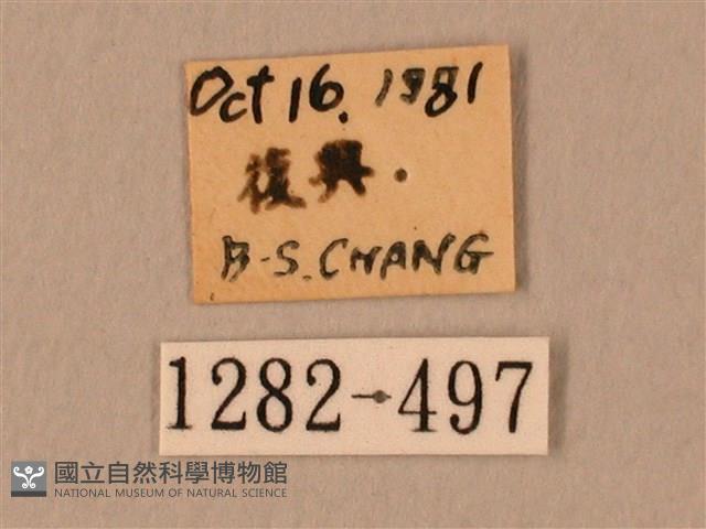 棕綠背線天蛾藏品圖，第3張