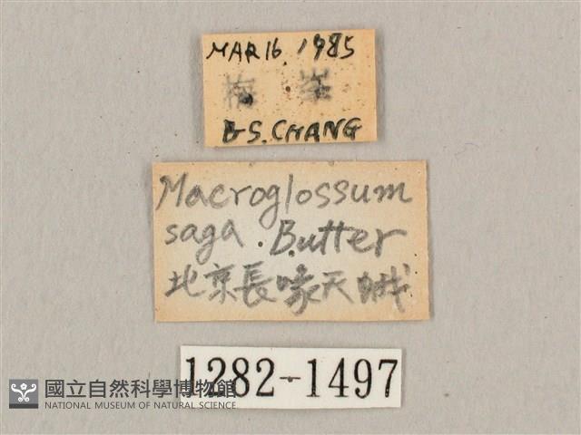 波斑長喙天蛾藏品圖，第3張