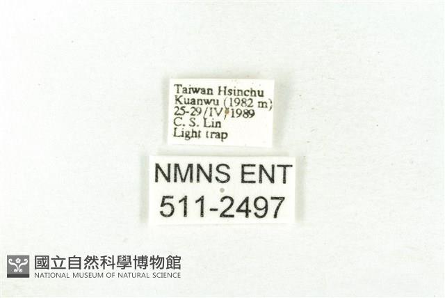 樹形尺蛾藏品圖，第3張