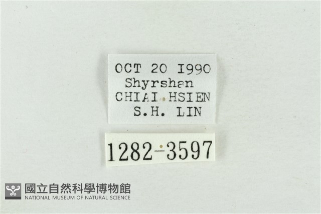 寬帶波紋蛾藏品圖，第3張