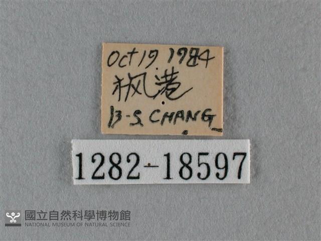 細灰蝶藏品圖，第3張