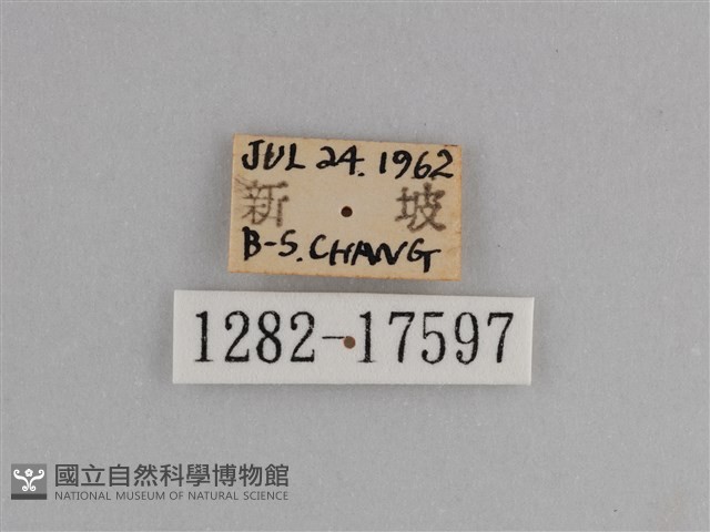 異紋紫斑蝶藏品圖，第3張