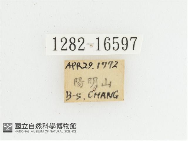 黃肩長腳花金龜藏品圖，第2張