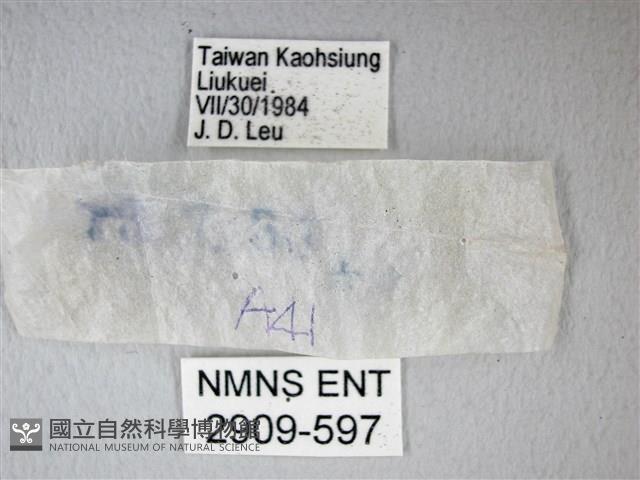 細邊琉灰蝶藏品圖，第3張
