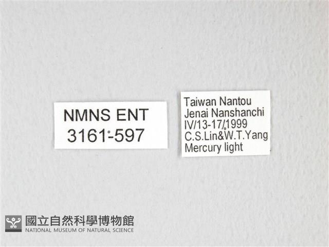 黃豹天蠶蛾藏品圖，第3張