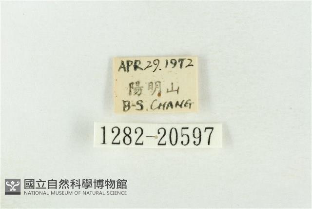 基褐綠刺蛾藏品圖，第3張