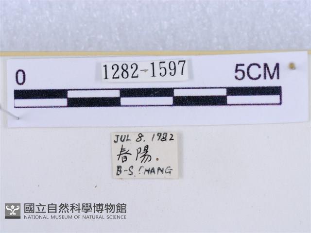 後凸蝶燈蛾藏品圖，第3張