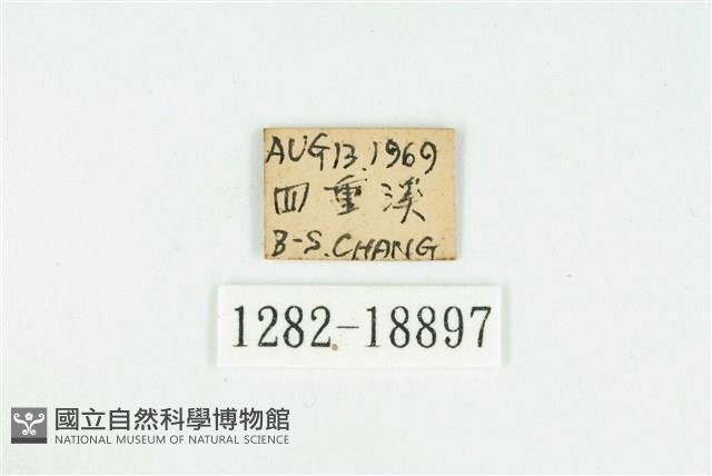 奇波灰蝶藏品圖，第3張