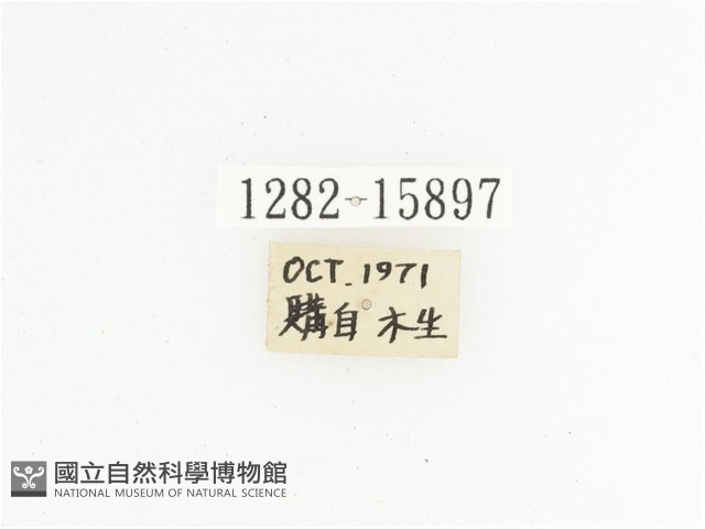 橙斑花金龜藏品圖，第2張