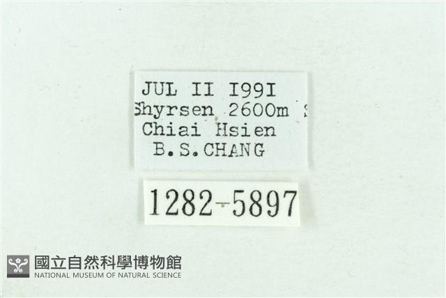 粉紅帶散紋夜蛾藏品圖，第3張