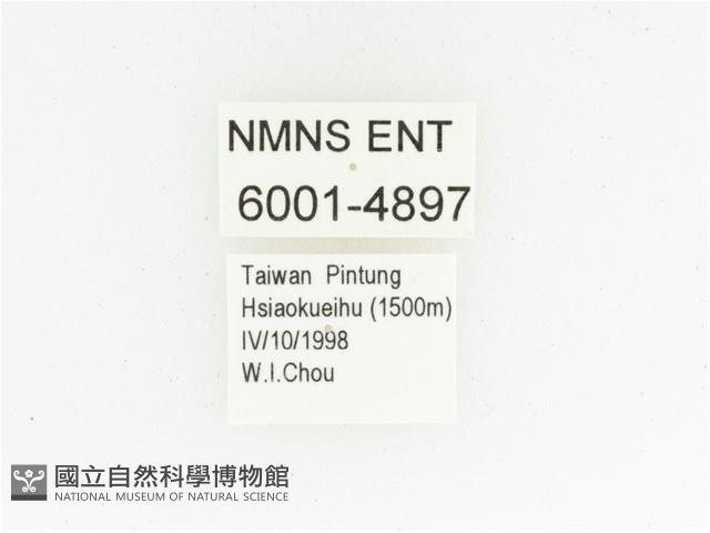 黑斑陷紋金龜藏品圖，第2張