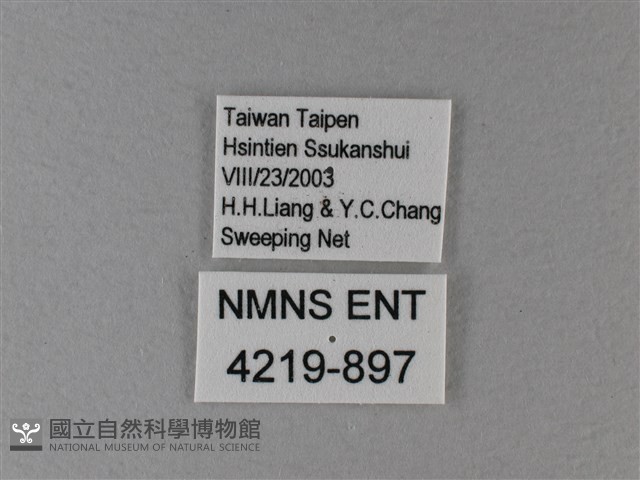 黑脈樺斑蝶藏品圖，第3張