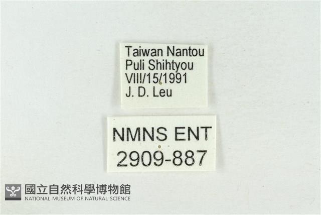 臺洒波紋蛾藏品圖，第3張