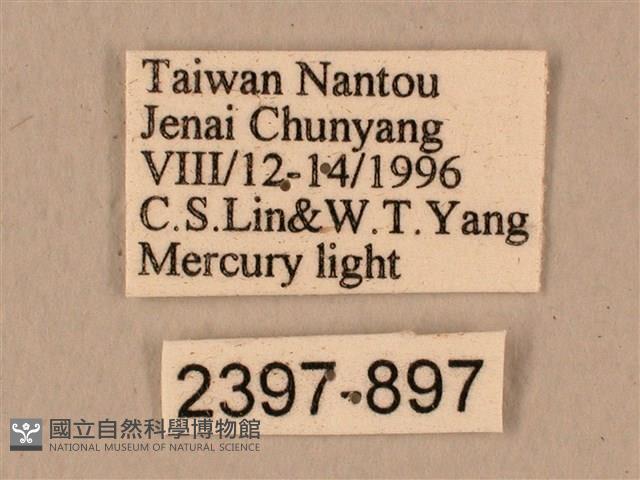 背中白天蛾藏品圖，第3張