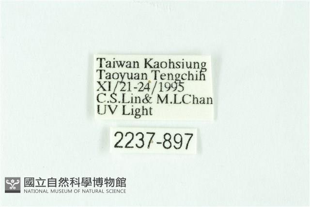 三條橙燈蛾藏品圖，第3張