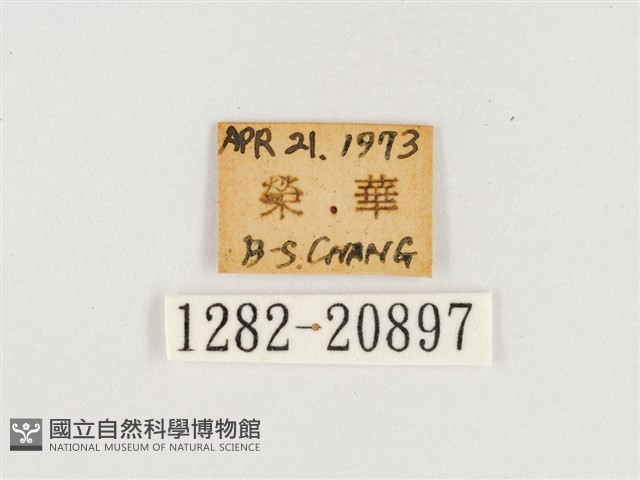 淺色眉眼蝶藏品圖，第3張