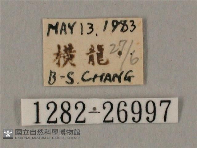 棕綠背線天蛾藏品圖，第3張