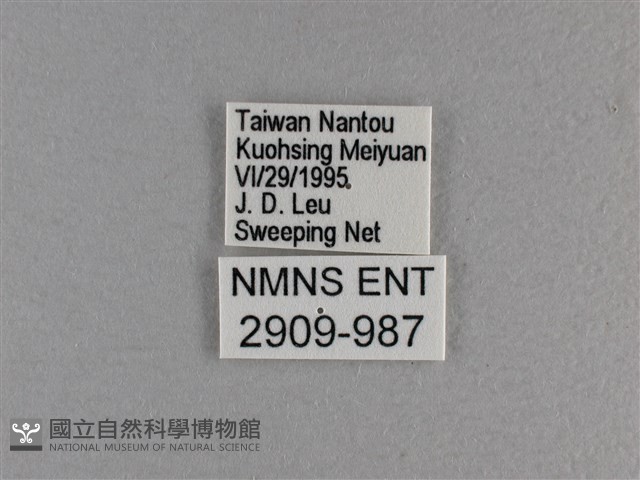 小雙尾蛺蝶藏品圖，第3張