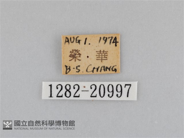 江崎波眼蝶藏品圖，第3張
