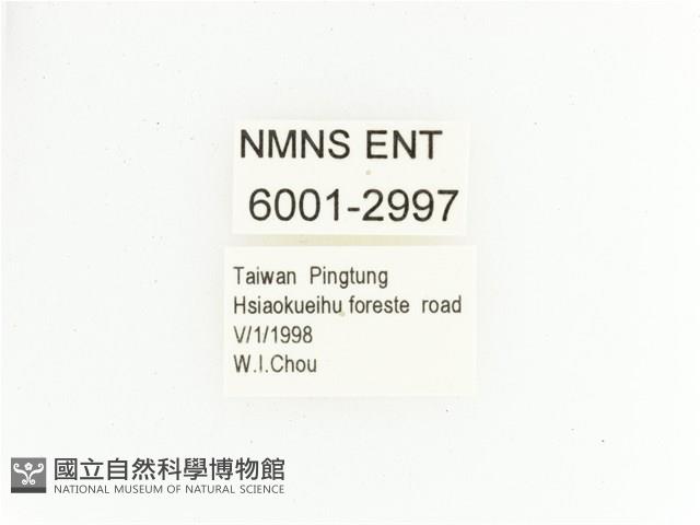 三輪長腳花金龜藏品圖，第2張